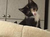 Кошки, котята Беспородная, цена 43 €, Фото