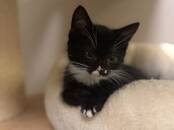 Кошки, котята Беспородная, цена 43 €, Фото