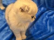 Кошки, котята Беспородная, цена 500 €, Фото