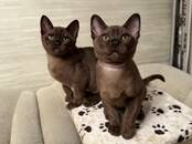 Кошки, котята Беспородная, цена 500 €, Фото