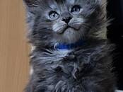 Кошки, котята Мэйн-кун, цена 1 000 €, Фото