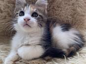 Кошки, котята Мэйн-кун, цена 600 €, Фото