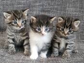 Кошки, котята Беспородная, цена 250 €, Фото