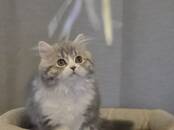 Кошки, котята Шотландская вислоухая, цена 650 €, Фото