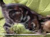 Кошки, котята Беспородная, цена 200 €, Фото