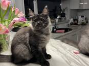 Кошки, котята Мэйн-кун, цена 900 €, Фото