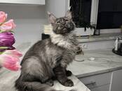 Кошки, котята Мэйн-кун, цена 900 €, Фото