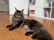 Кошки, котята Мэйн-кун, цена 800 €, Фото
