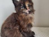 Кошки, котята Мэйн-кун, цена 800 €, Фото