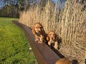 Suņi, kucēni Angļu kokerspaniels, cena 950 €, Foto