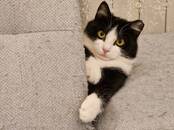Кошки, котята Беспородная, цена 20 €, Фото