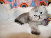 Кошки, котята Шотландская вислоухая, цена 500 €, Фото