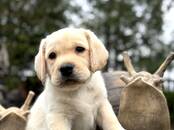 Suņi, kucēni Labradors retrivers, cena 700 €, Foto