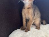 Кошки, котята Беспородная, цена 380 €, Фото