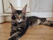 Кошки, котята Мэйн-кун, цена 1 000 €, Фото