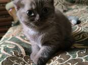 Кошки, котята Шотландская вислоухая, цена 400 €, Фото