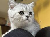 Кошки, котята Британская короткошерстная, цена 300 €, Фото