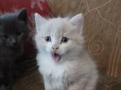 Кошки, котята Беспородная, цена 1 €, Фото