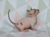 Кошки, котята Беспородная, цена 590 €, Фото