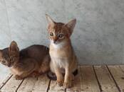 Кошки, котята Беспородная, цена 300 €, Фото