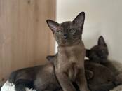 Кошки, котята Беспородная, цена 500 €, Фото