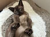 Кошки, котята Беспородная, цена 500 €, Фото