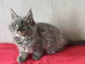 Кошки, котята Мэйн-кун, цена 650 €, Фото