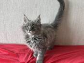 Кошки, котята Мэйн-кун, цена 650 €, Фото